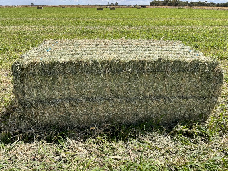 Sudan Hay Square Bale