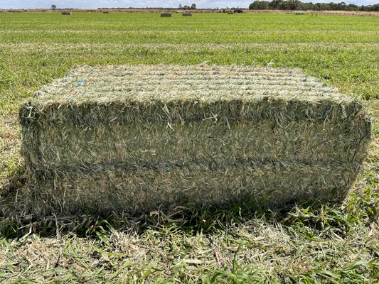 Sudan Hay Square Bale