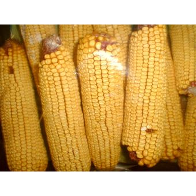 Squirrel Corn