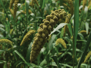 Japanese Millet 50#