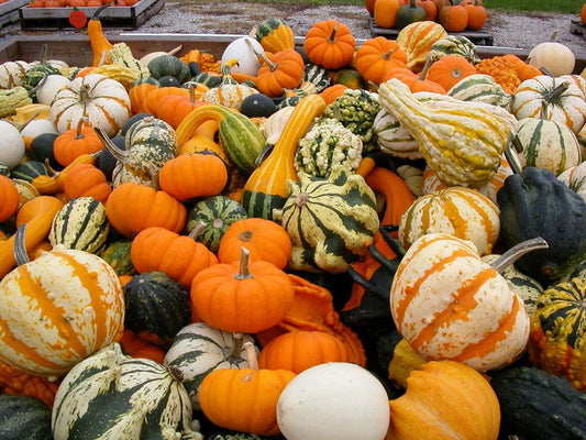 Pumpkin Small Mixed