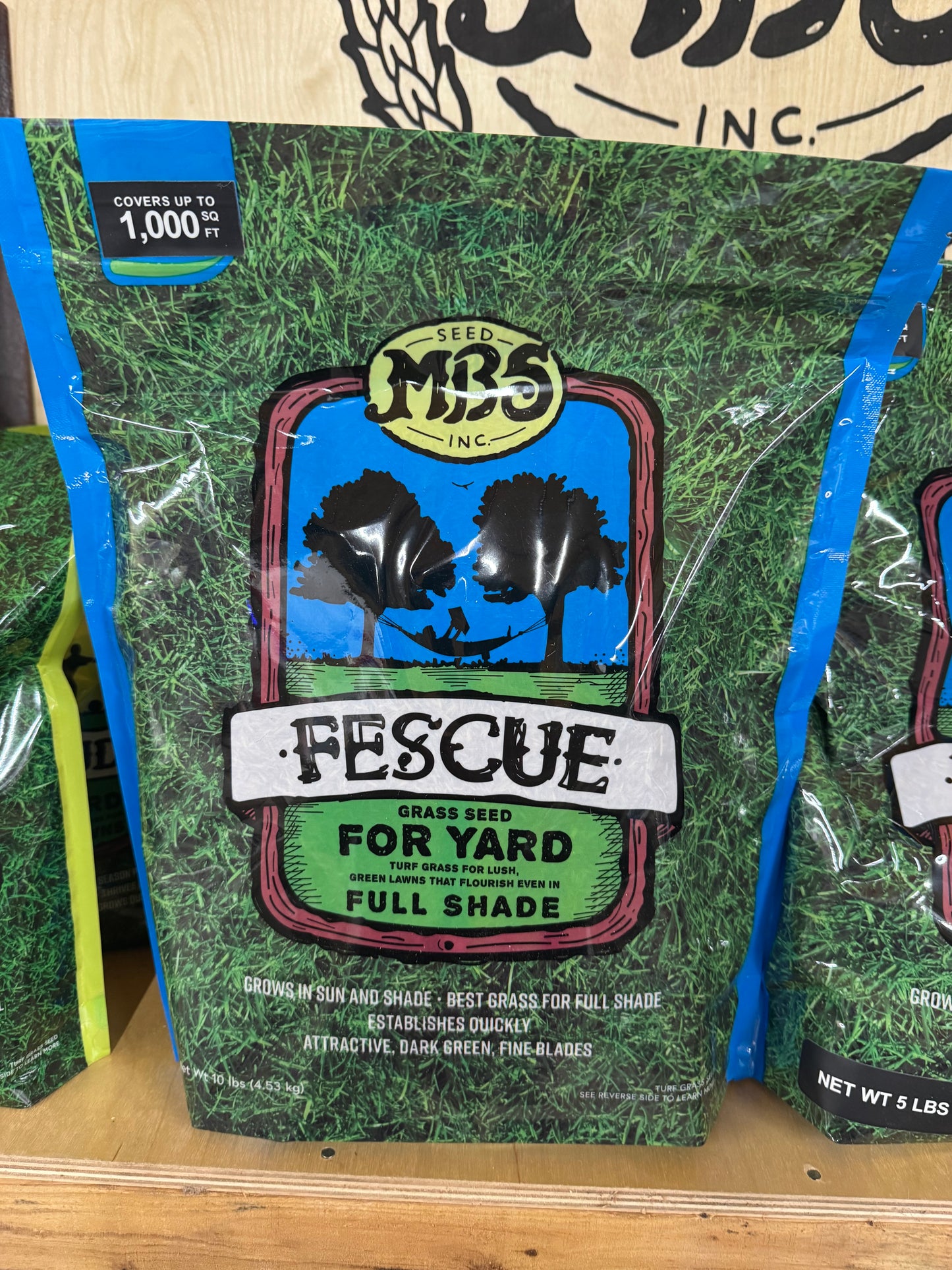 MBS TURF TYPE TALL FESCUE