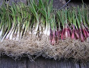 Onion Set
