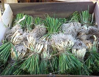 Onion Set Crate