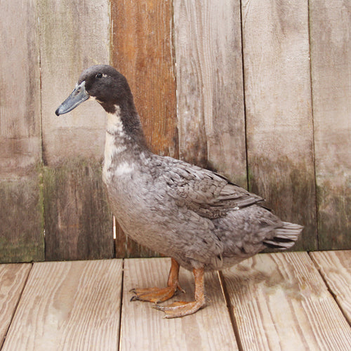 Ducks