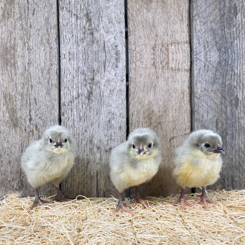 Lavender Orpington Chick