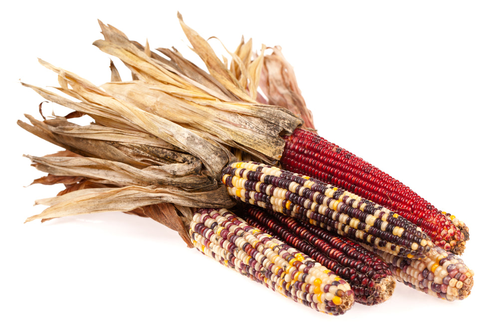 Indian Corn