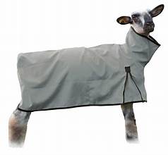 Sheep Blanket Solid Butt lg